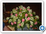 Imagen 1234