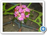 Imagen 1505
