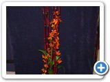 Imagen 1707