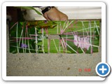 Imagen 2101