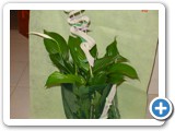 Imagen 602